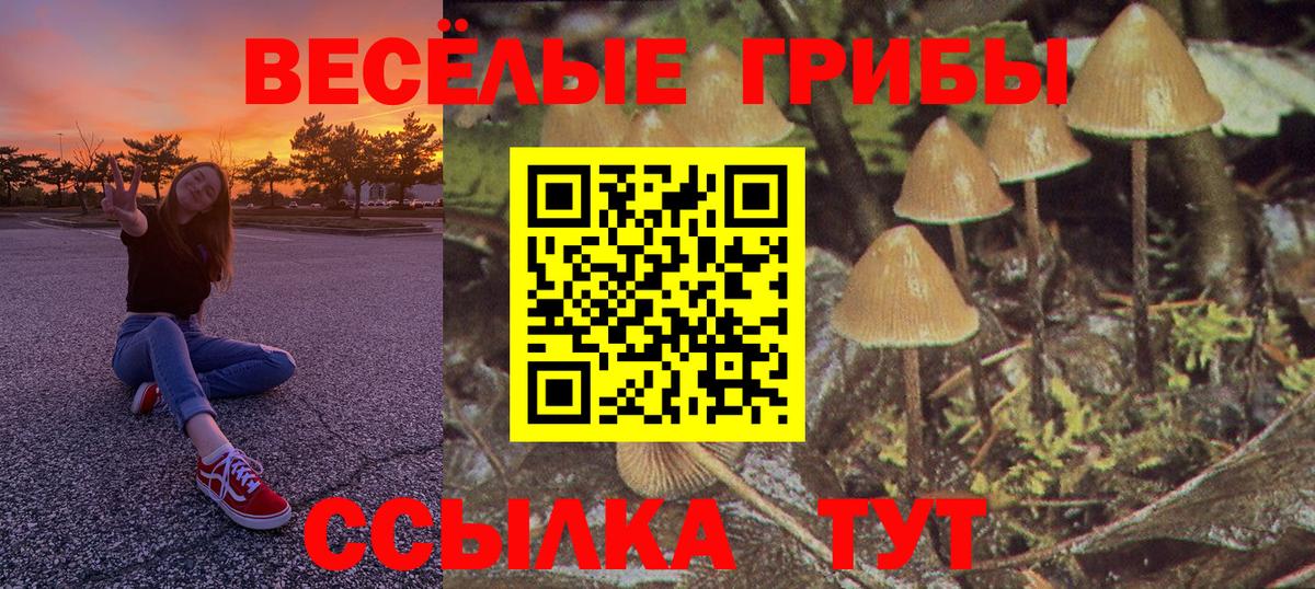 Псилоцибиновые грибы Psilocybe Россия